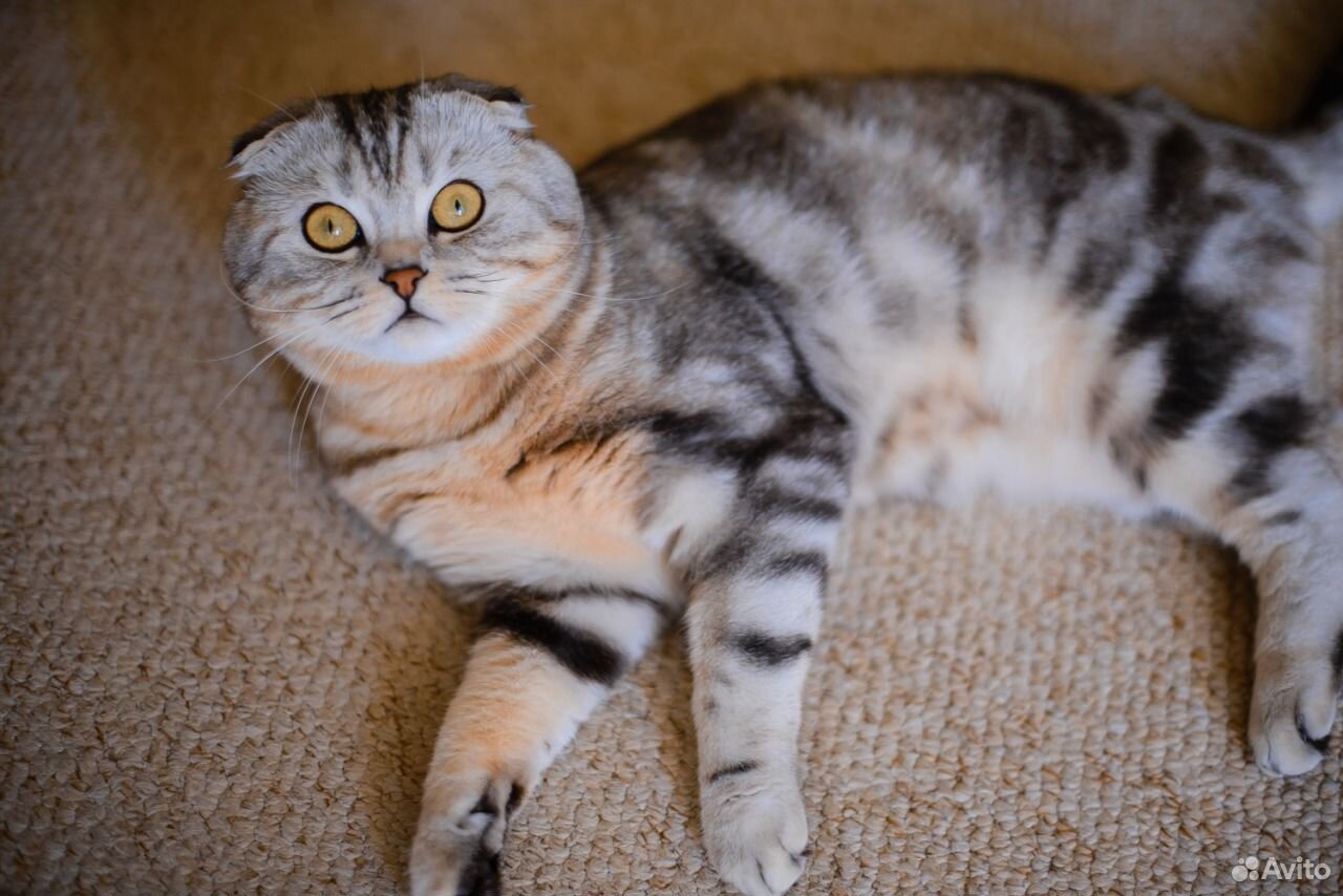 Кот на вязку