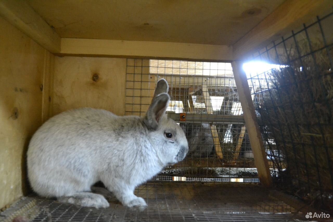 Купить кроликов в воронежской области. Большое светлое серебро кролики.