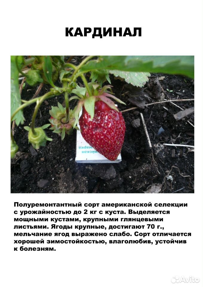 Саженцы садовой земляники (клубники) на август купить на Зозу.ру - фотография № 5