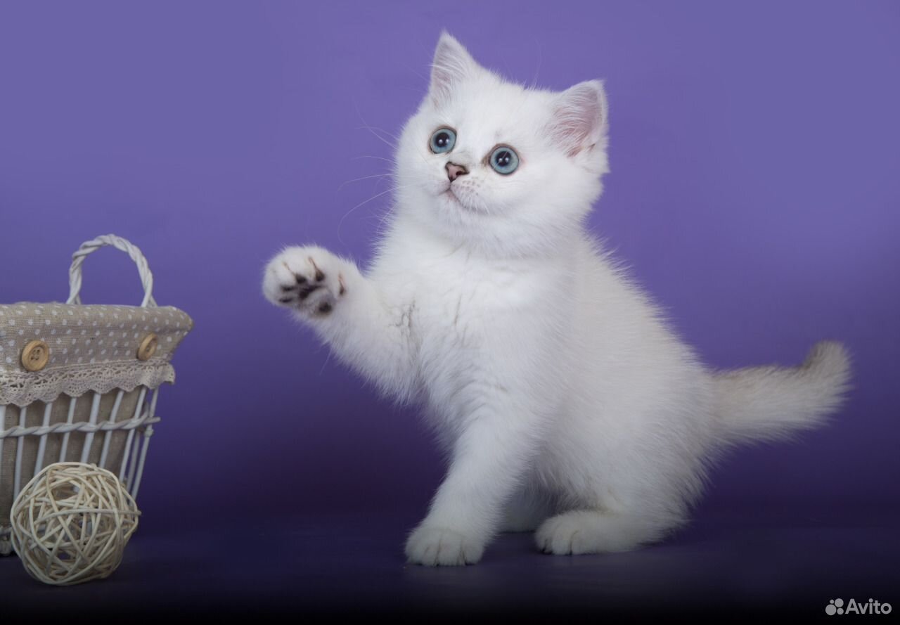 Белые британские котята фото