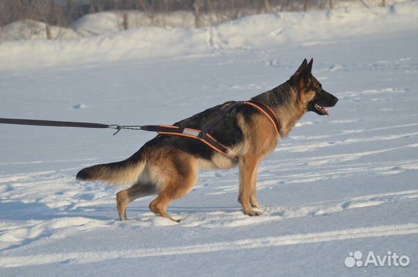 Ездовая шлейка для собак купить на Зозу.ру - фотография № 1