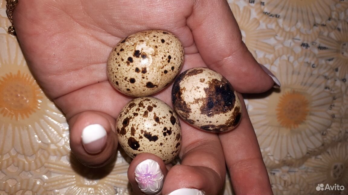 Домашние перепелиные яйца купить на Зозу.ру - фотография № 2