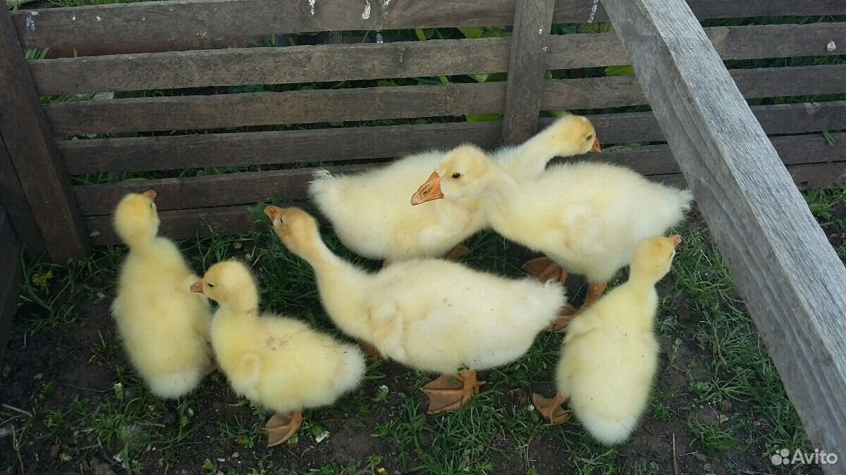 Купить Гусят В Тамбове На Авито