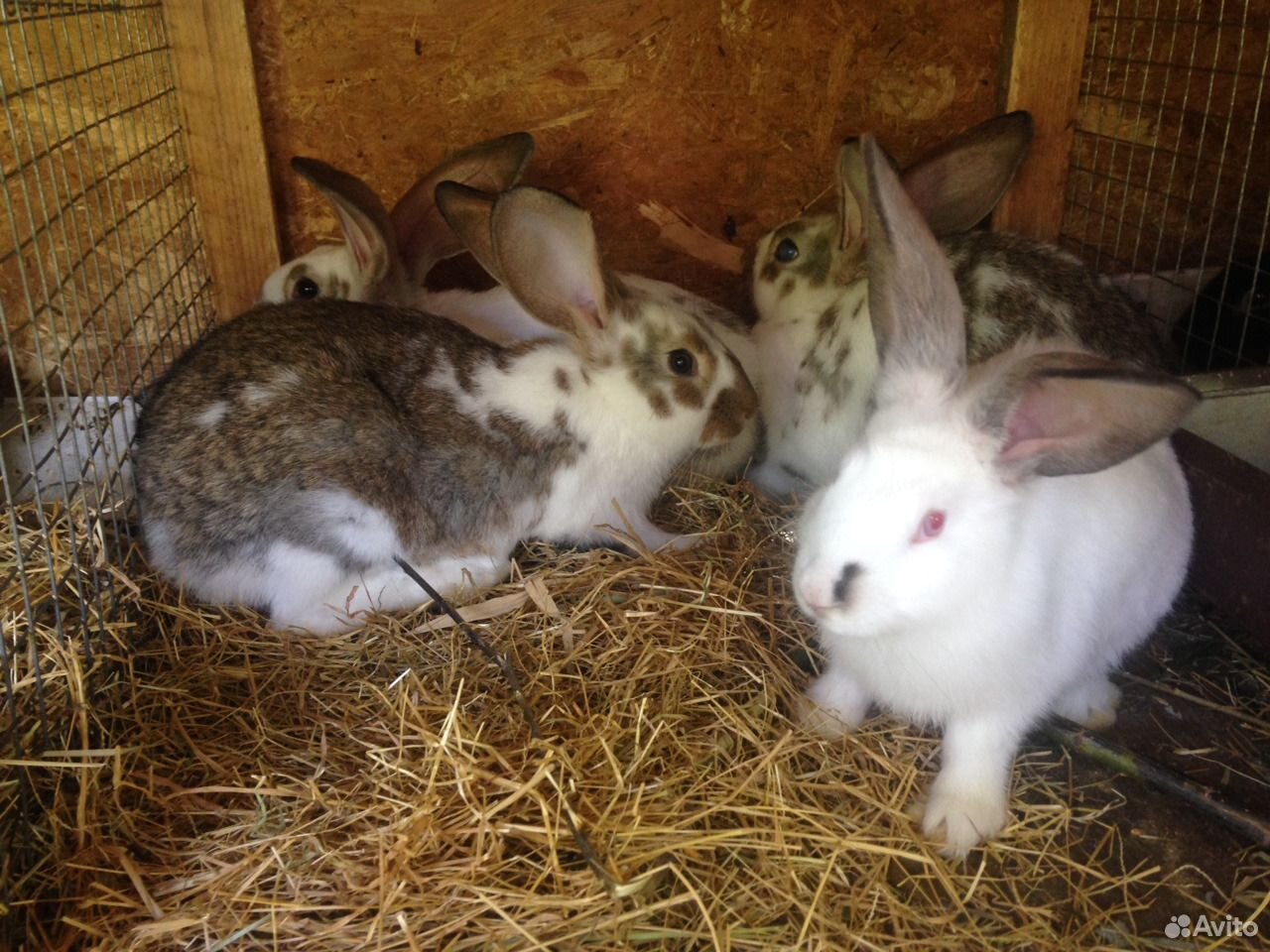 Купить кроликов в алтайском. Авито кролики. Покажи разных кроликов. Авито кролики Ефремов. Авито кролики Касимов.