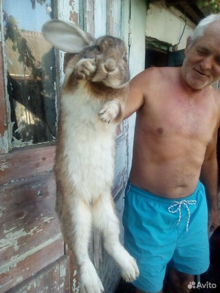 Продаю кроликов породы "великан" купить на Зозу.ру - фотография № 2