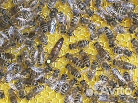 100 пчелосемей купить на Зозу.ру - фотография № 1
