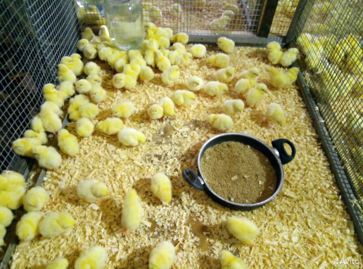 Цыплята бролерные купить на Зозу.ру - фотография № 2