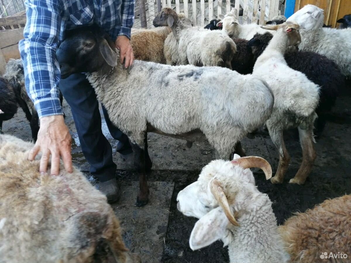 Бараны, овцы купить на Зозу.ру - фотография № 2