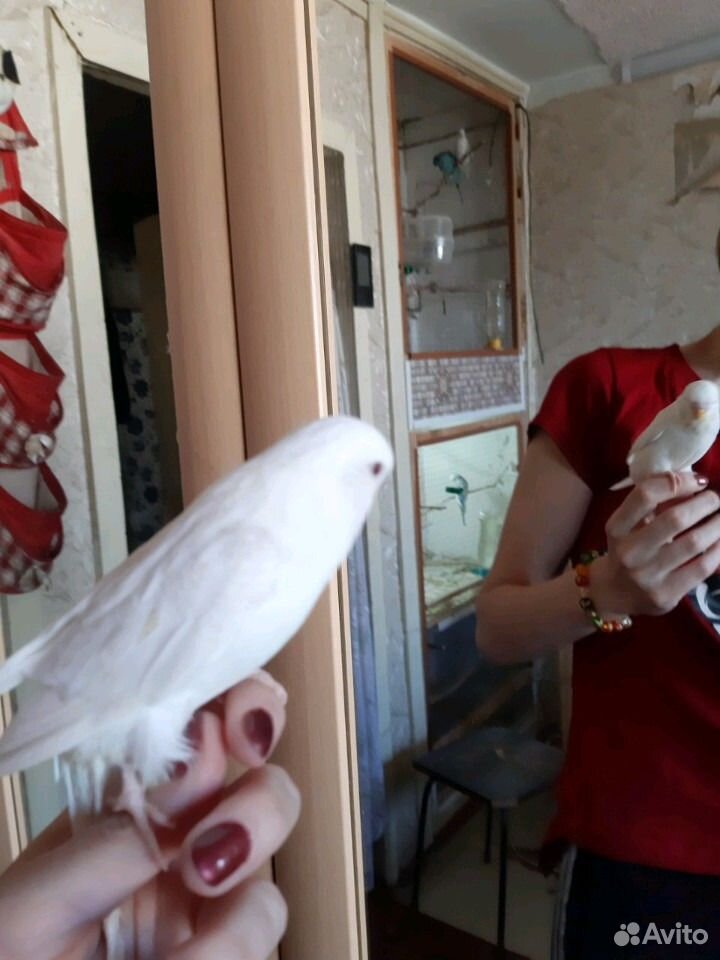 Волнистые Выстовачные попугаи Чехи птенцы купить на Зозу.ру - фотография № 4