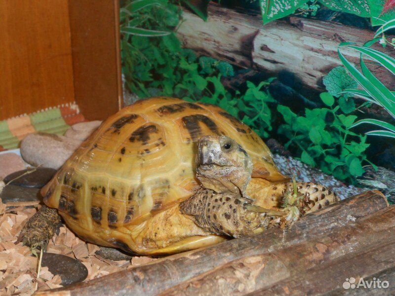 Террариум для черепахи купить на Зозу.ру - фотография № 2