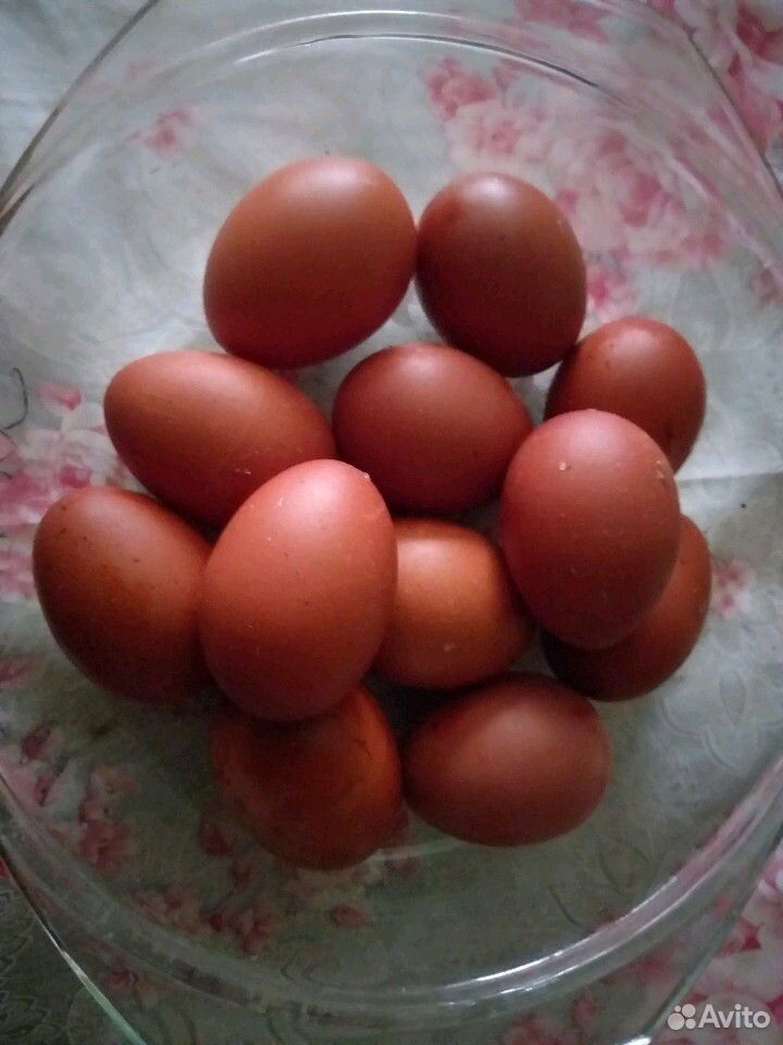 Инкубационное яйцо Черно-Медного Марана купить на Зозу.ру - фотография № 1