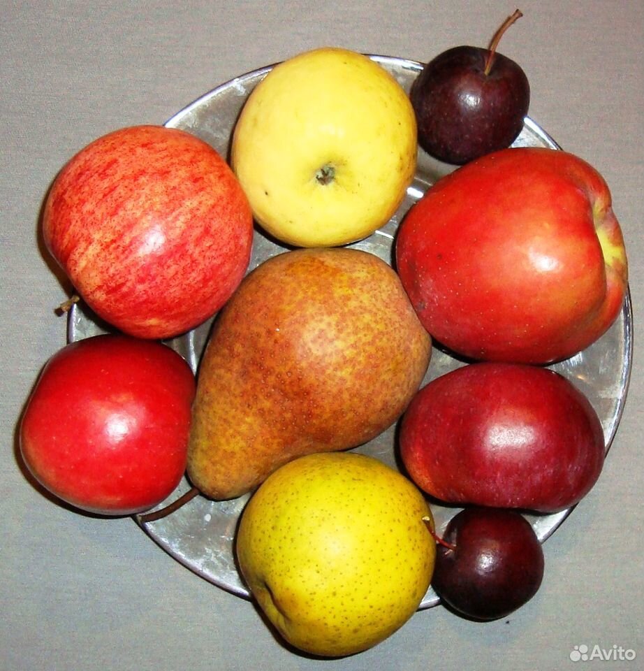 Яблони сортовые, 5-6 лет, плодоносящие купить на Зозу.ру - фотография № 1