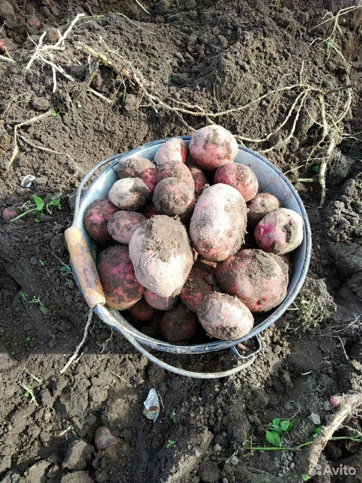 Вкусный частный эко картофель, урожай 2019 купить на Зозу.ру - фотография № 1