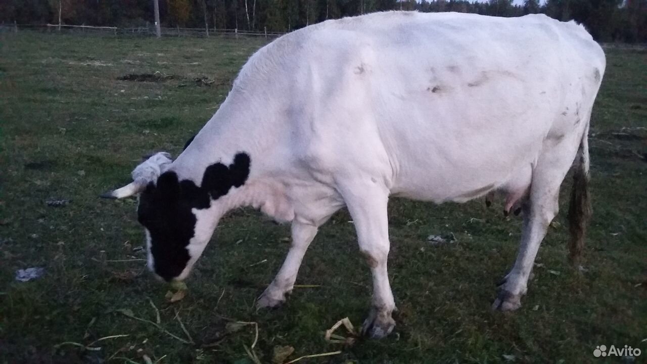 Коровы молочные купить на Зозу.ру - фотография № 1
