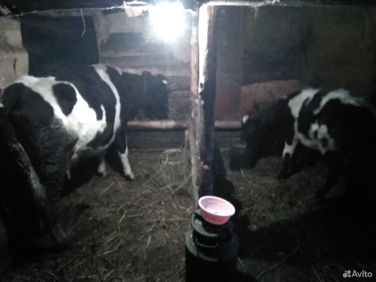 Продается корова двух годовалая и тёлочек год и дв купить на Зозу.ру - фотография № 1