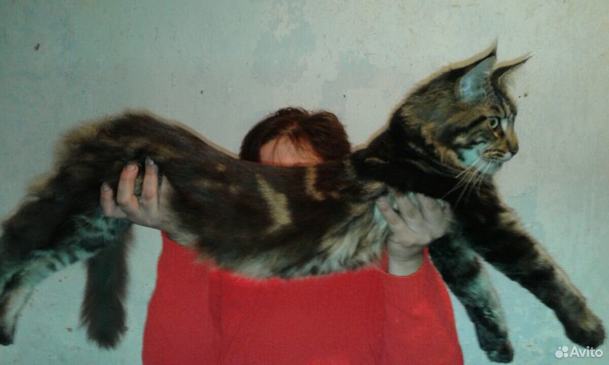 Кот мейн - кун на вязку купить на Зозу.ру - фотография № 2