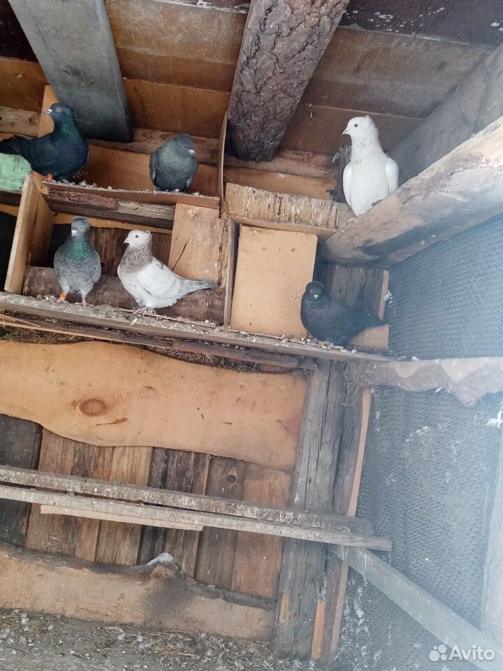 Домашние голуби бакинцы купить на Зозу.ру - фотография № 3