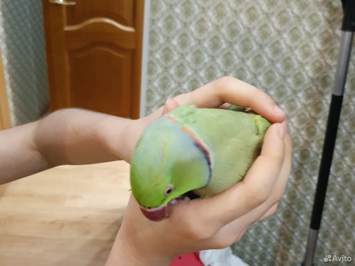 Продам попугая породы "Ожиреловые" купить на Зозу.ру - фотография № 4
