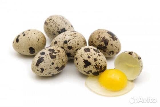 Яйца перепелиные 30шт купить на Зозу.ру - фотография № 3