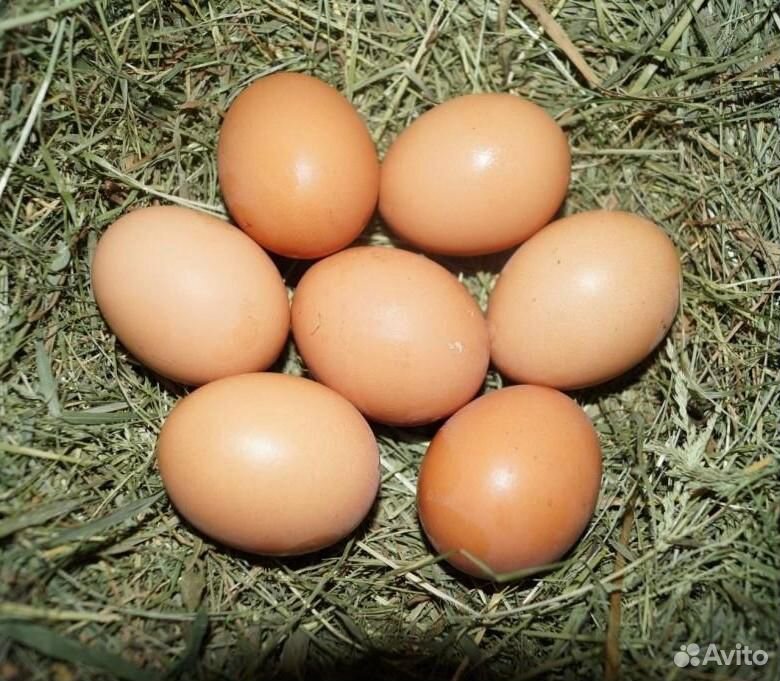 Яйцо домашнее из деревни купить на Зозу.ру - фотография № 1