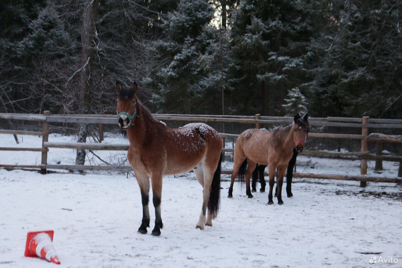 Денник для лошади/пони, конный центр, лес купить на Зозу.ру - фотография № 5