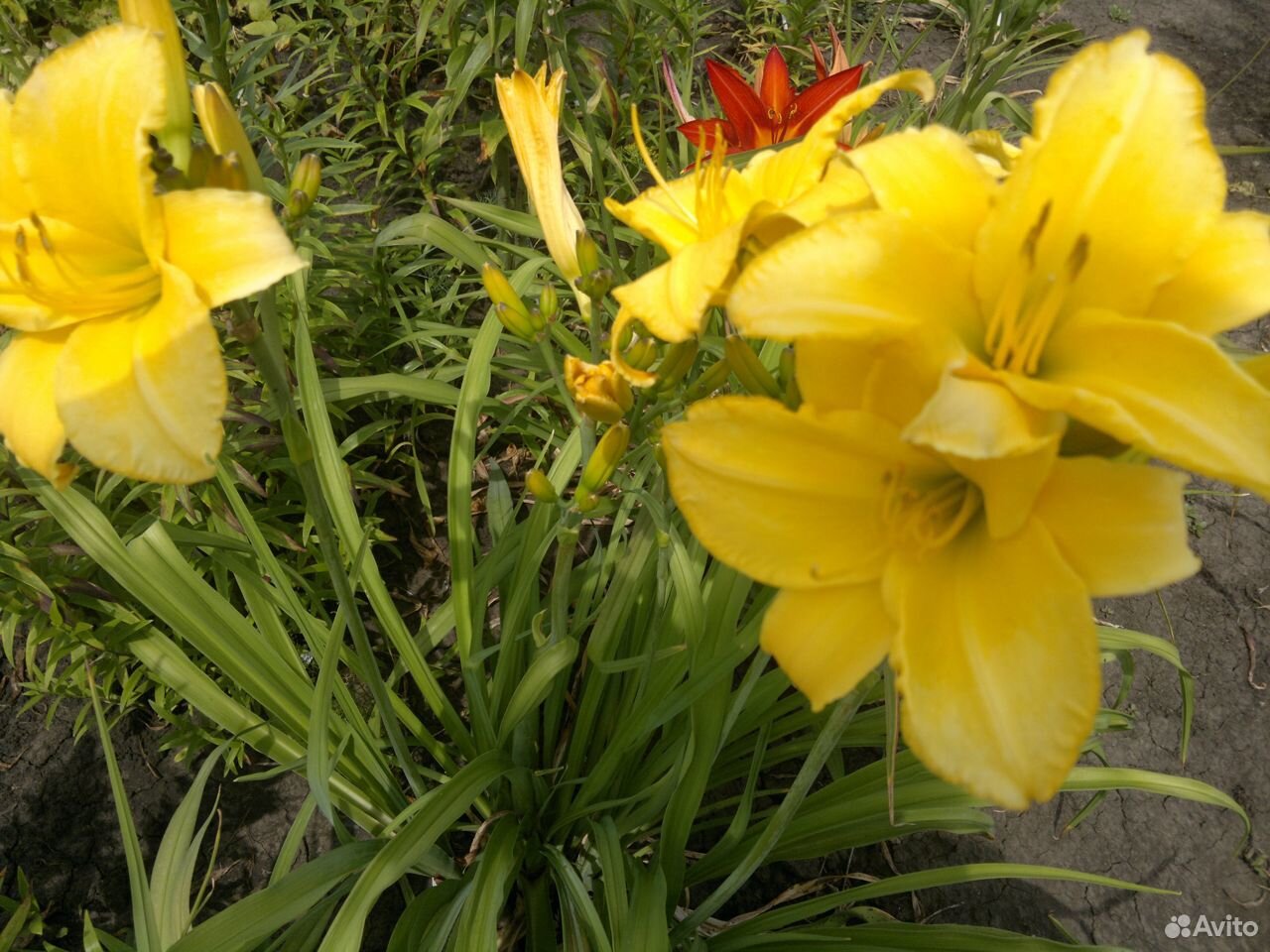 Лилейники - цветы многолетки на июль купить на Зозу.ру - фотография № 5