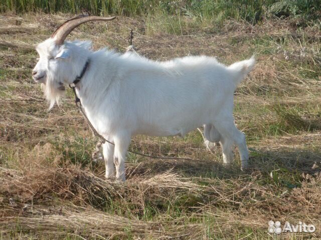 Козел коза купить на Зозу.ру - фотография № 1