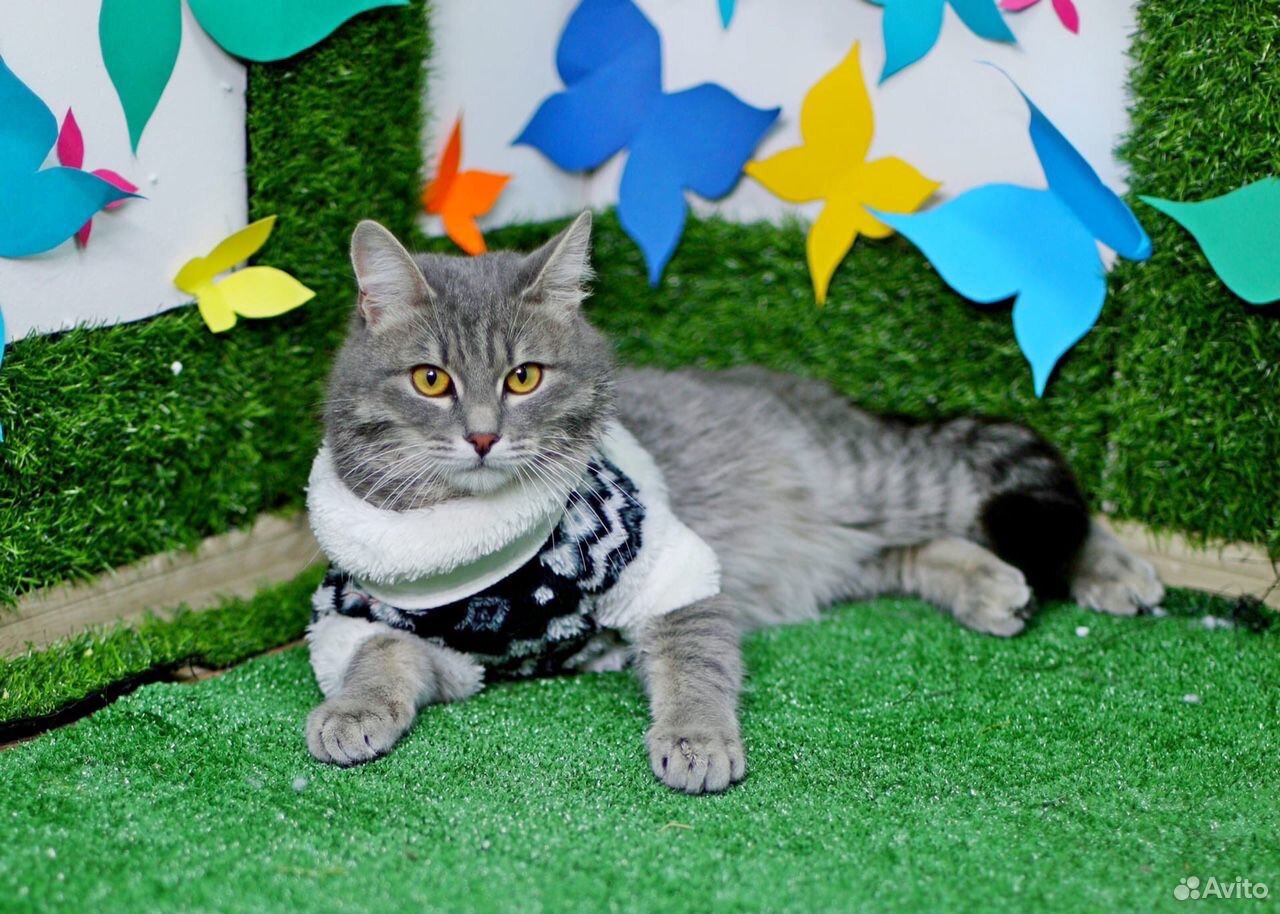 Котик Шон- роскошный котяра ищет дом купить на Зозу.ру - фотография № 1