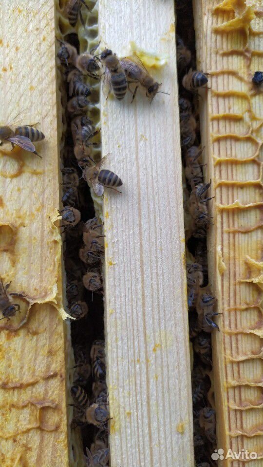 Продукты пчеловодства купить на Зозу.ру - фотография № 9