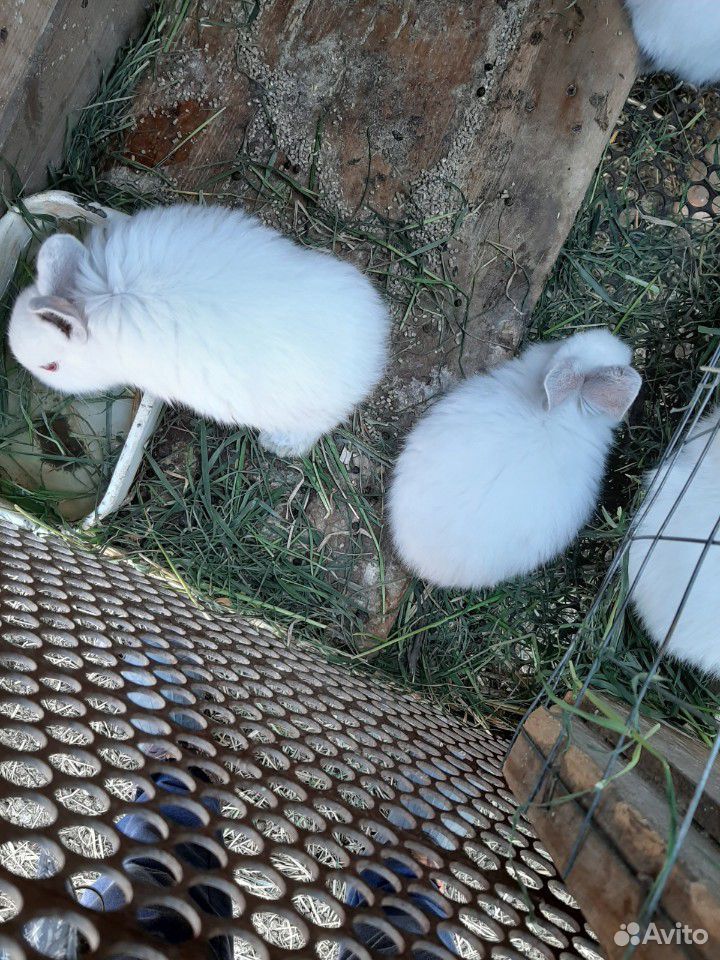 Калифхорнийские кролики купить на Зозу.ру - фотография № 4
