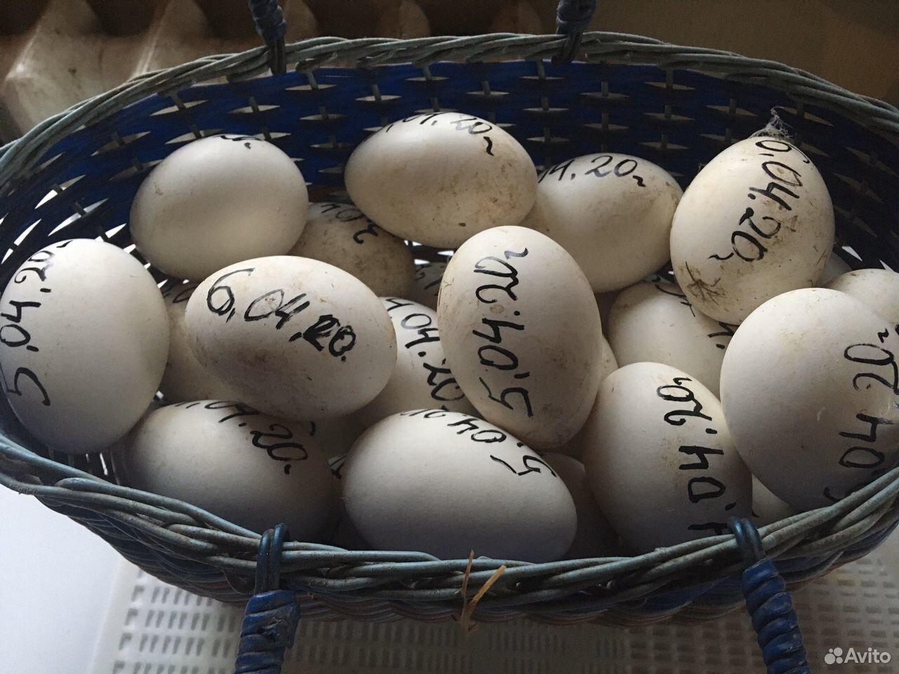 Инкубационное яйцо гусей. Гусиные яйца. Гусыня на яйцах. Где купить гусиные яйца