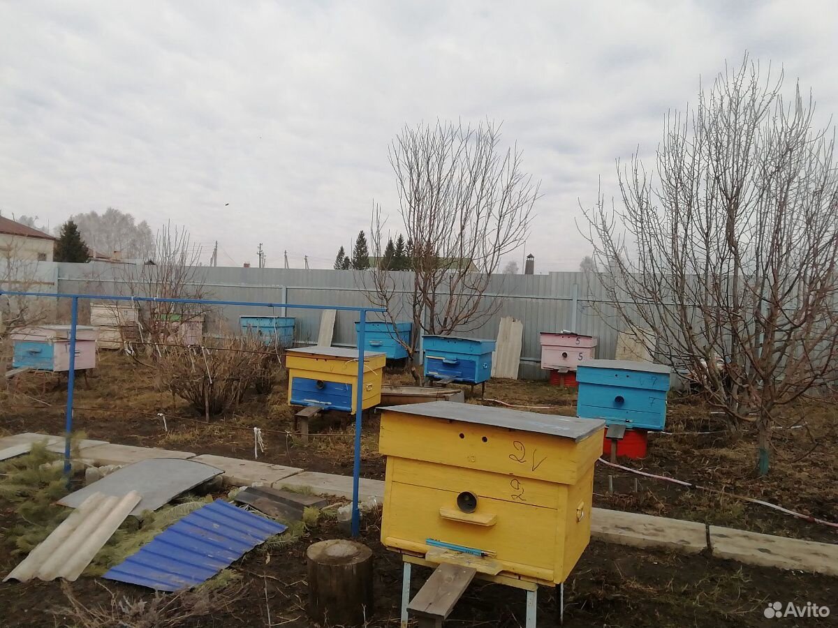 Продаём пчелосемьи купить на Зозу.ру - фотография № 6