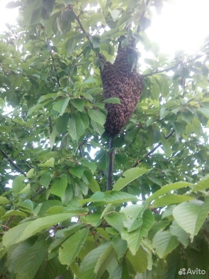 Пчелосемьи с ульями или на высадку купить на Зозу.ру - фотография № 2
