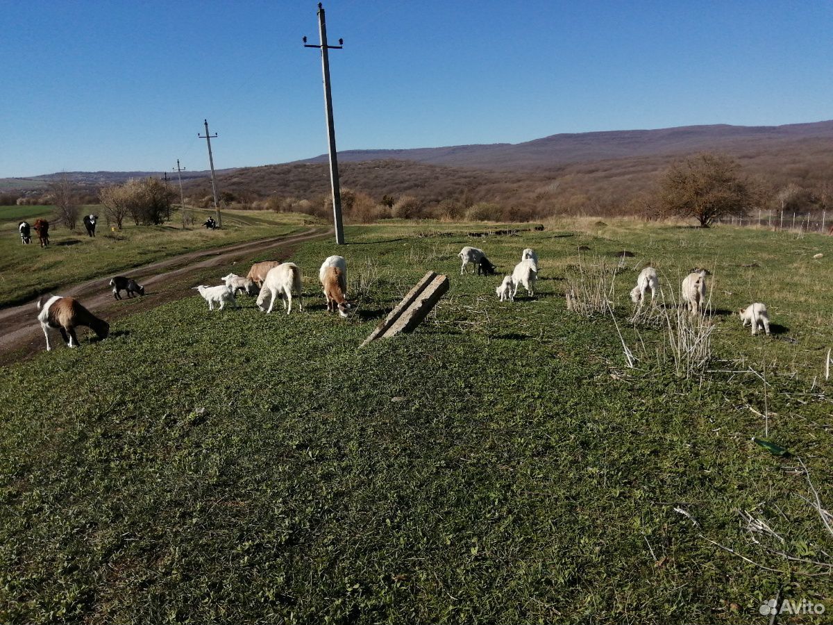 Козы двойные, козлята, коровы 2,телка июнь отел, т купить на Зозу.ру - фотография № 1