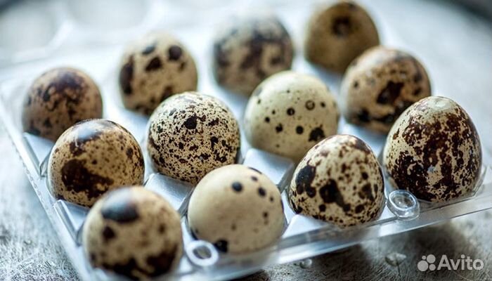 Инкубационное перепелиные яйца купить на Зозу.ру - фотография № 1
