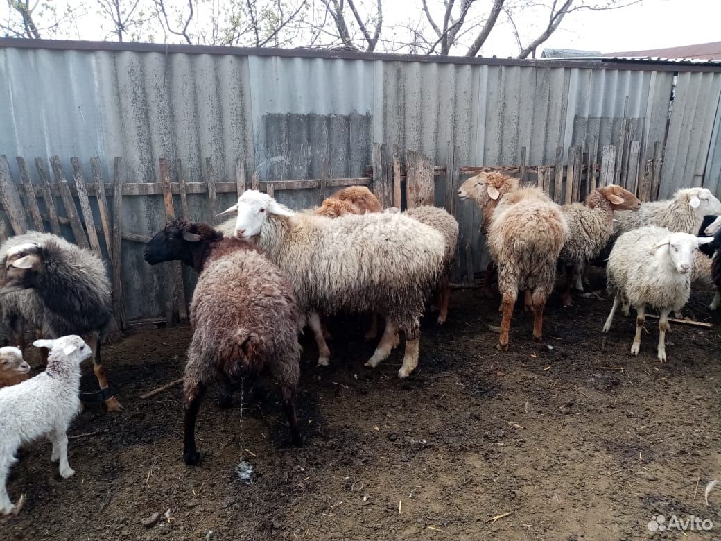 Овцы,ягнята купить на Зозу.ру - фотография № 3