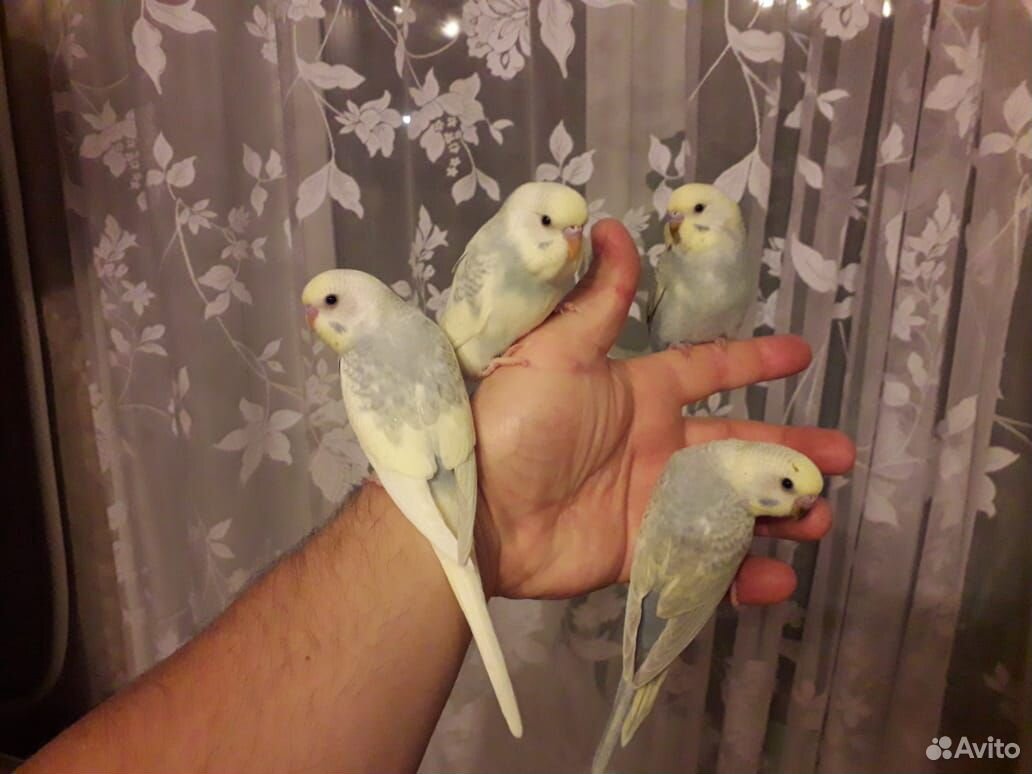 Волнистые попугаи птенцы домашнего разведения купить на Зозу.ру - фотография № 1