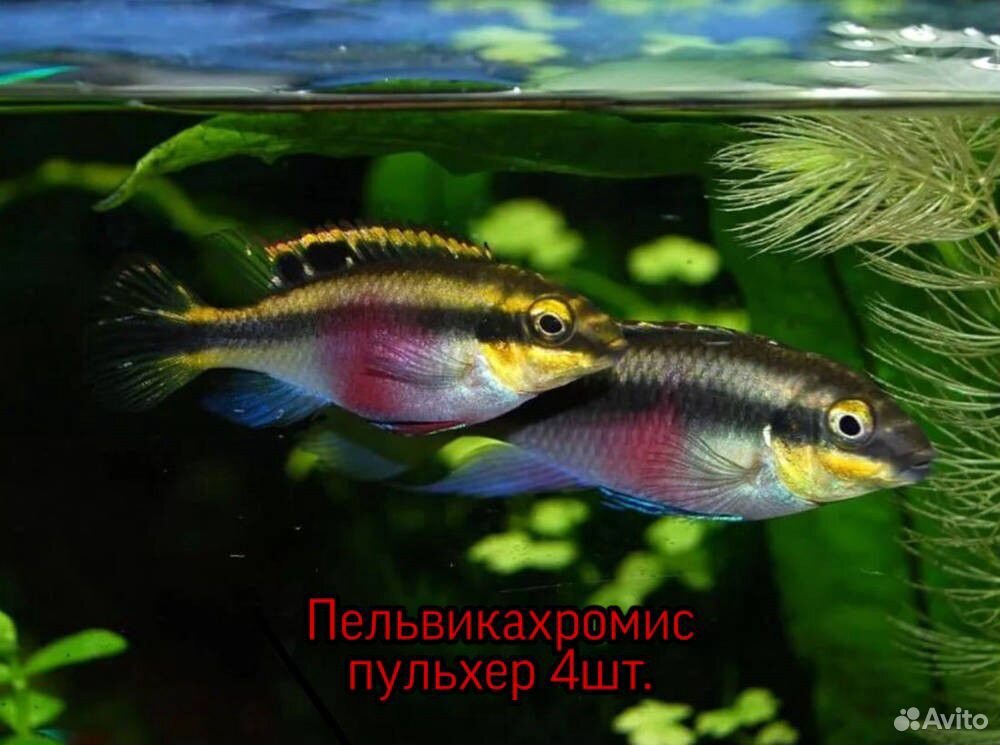 Продам аквариум + тумба купить на Зозу.ру - фотография № 5