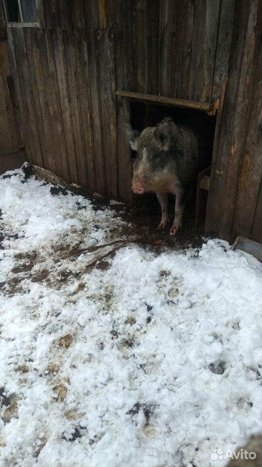 Свиноматка кабан купить на Зозу.ру - фотография № 1