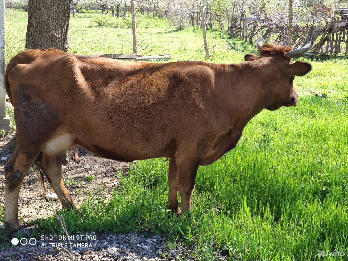 Корова с телёнком купить на Зозу.ру - фотография № 7
