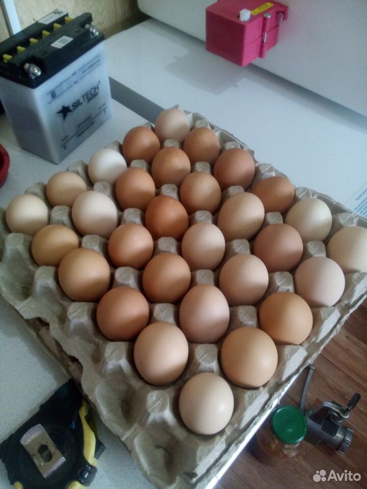 Инкубационные яйца купить на Зозу.ру - фотография № 7