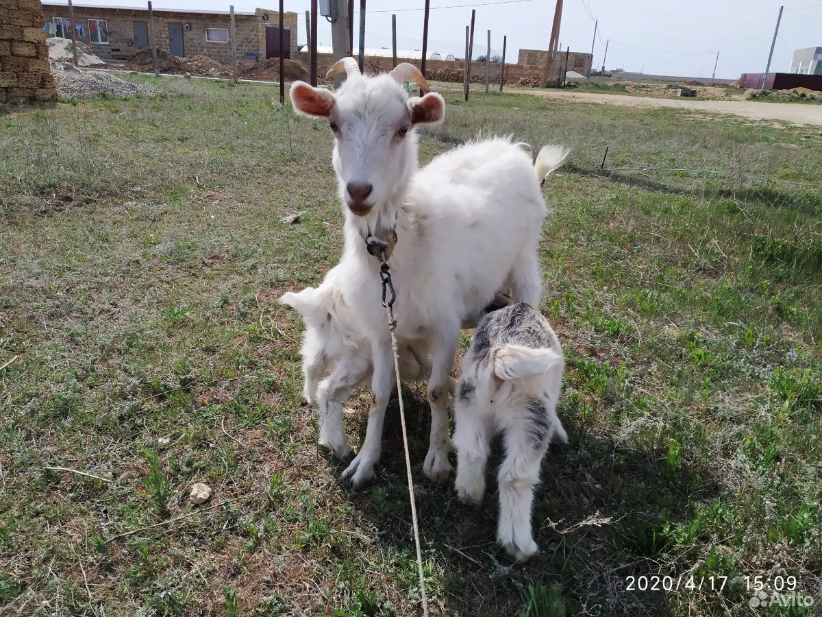Продам козу с козлятами купить на Зозу.ру - фотография № 3