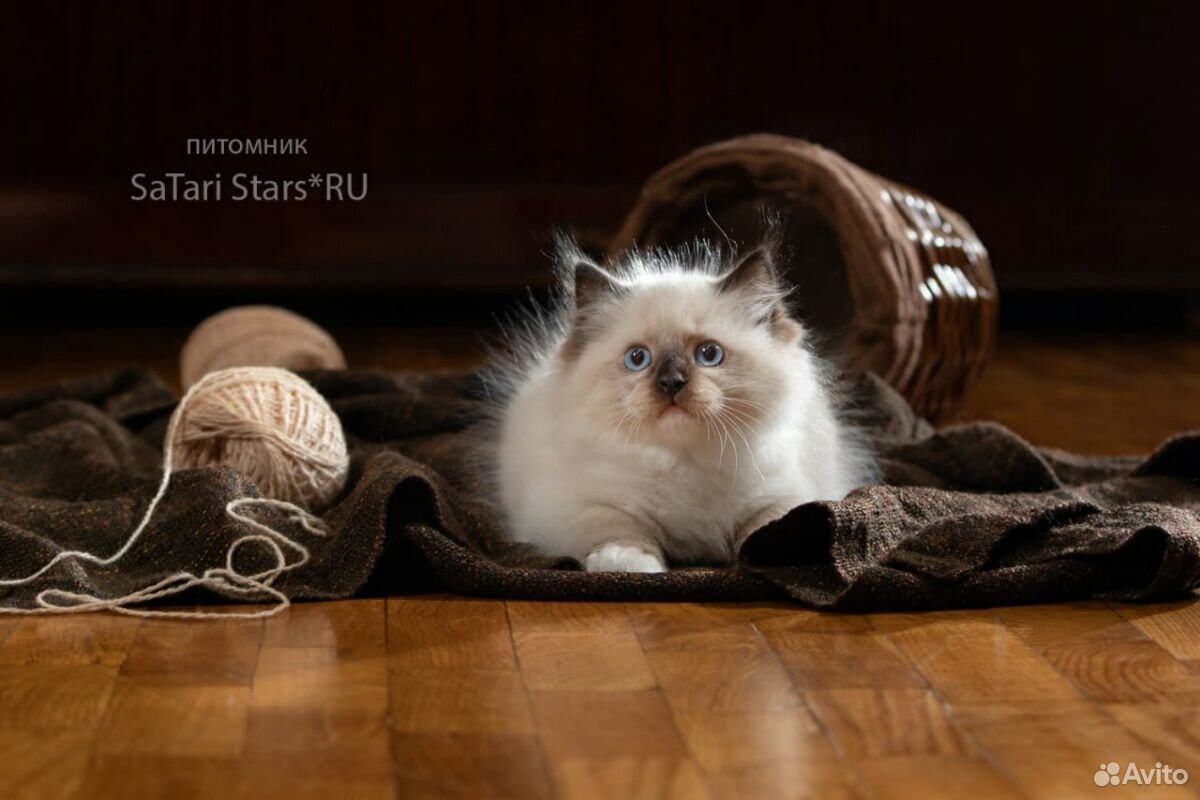 Рэгдолл котик купить на Зозу.ру - фотография № 1