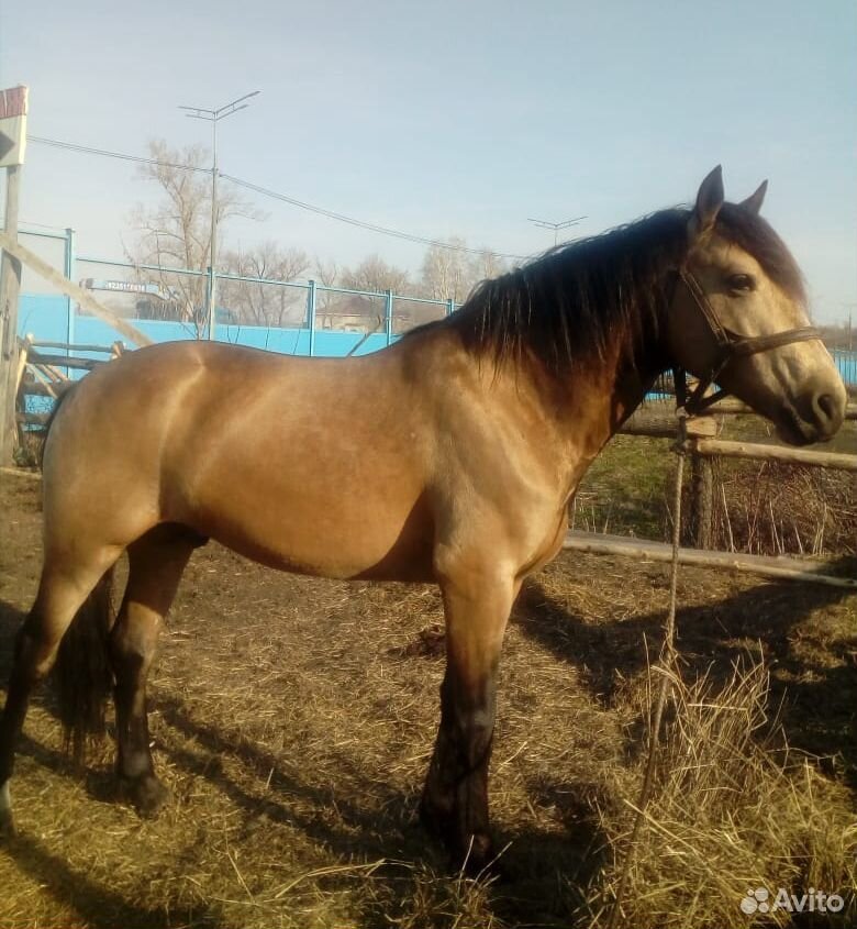Кони республики алтай. Полутяж лошадь. Лошади продажа полутяжи. Продажа лошадей в Республике Алтай. Авито Республика Алтай лошади.