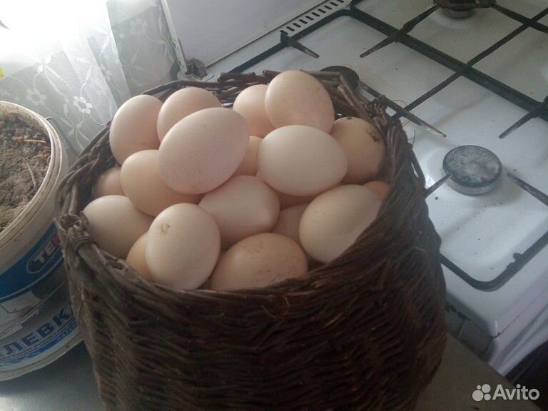 Продаю яйцо инкубационное купить на Зозу.ру - фотография № 2