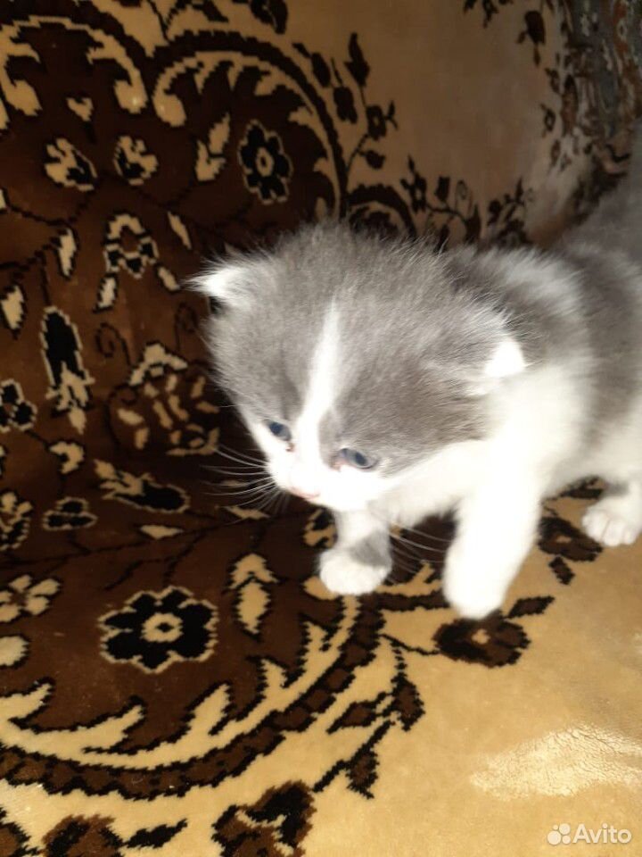 Котёнок серо-белый мальчик купить на Зозу.ру - фотография № 2