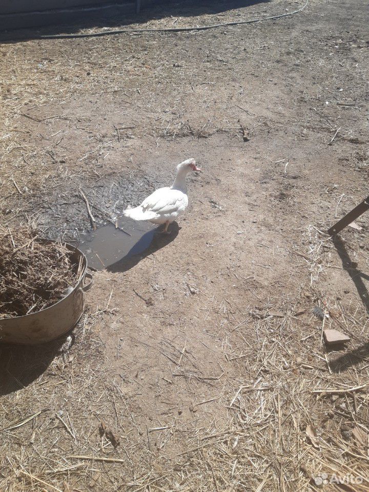 Инкубационное яйцо утки купить на Зозу.ру - фотография № 2
