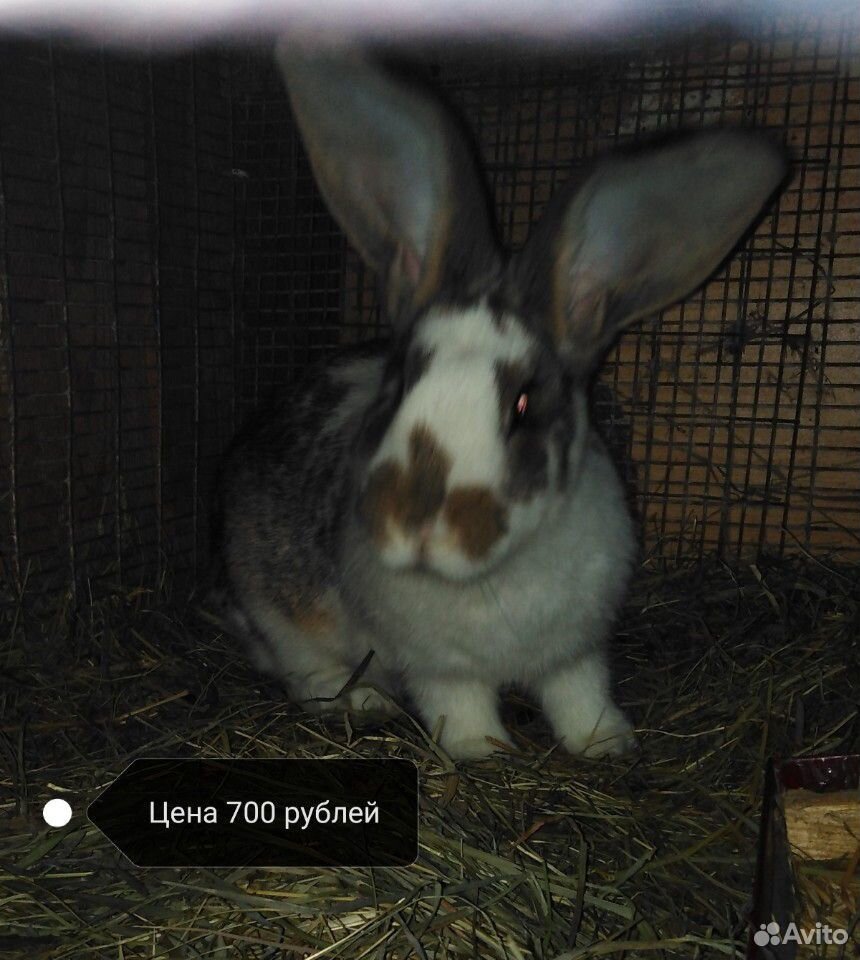 Продам кроликов 1.5-4.0 месячных купить на Зозу.ру - фотография № 5