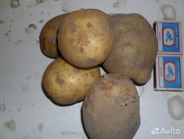 Картофель семенной, картофель Едовой купить на Зозу.ру - фотография № 1
