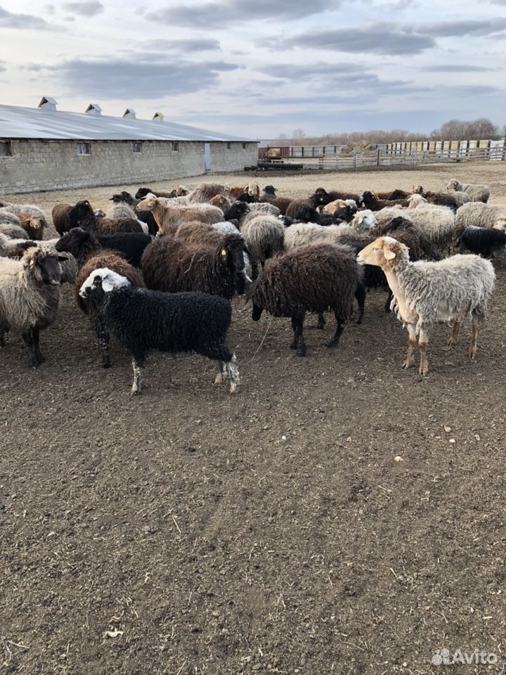 Овцы бараны ягнята купить на Зозу.ру - фотография № 6
